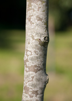 Amelanchier arboria Robin Hill. Bark.
