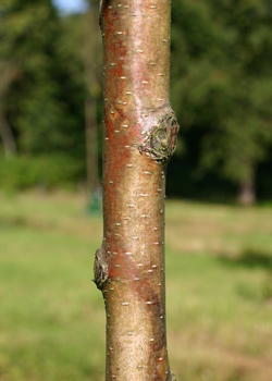 betula albosinensis Fascination. Bark. 2011.