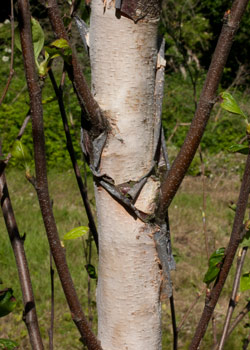 Betula nigra Heritage. Bark. 2011.