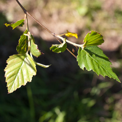 Betula nigra Heritage. Løv. 2011.