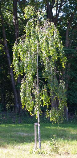 Betula pendula Bøghs. 2011.