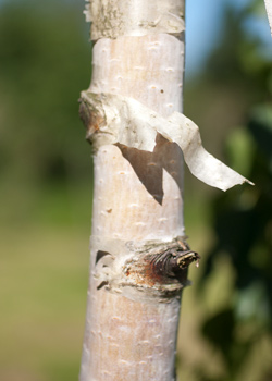 Betula pendula Bøghs. Bark. 2011.