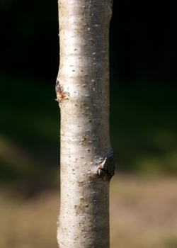 Betula pendula Dalecarlica. Bark. 2011.