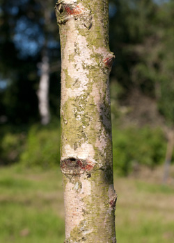 Betula pendula Penla Dafo. Bark. 2011.