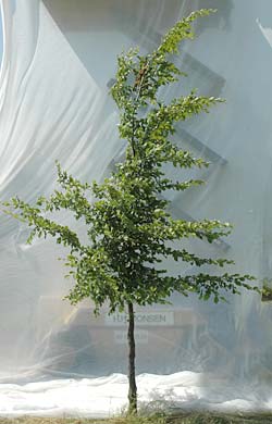Carpinus betulus. Opbygningsbeskåret. Foto 2005