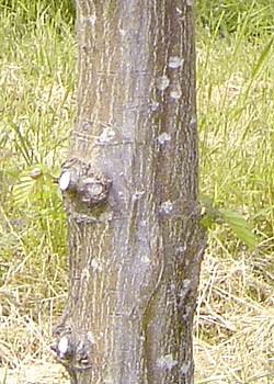 Carpinus betulus. Bark. Foto 2005