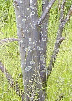 Carpinus betulus Fastigata. Bark. Foto 2005