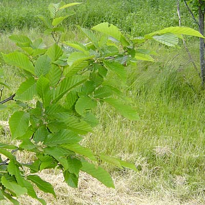 Carpinus betulus Fastigata. Løv. Foto 2005