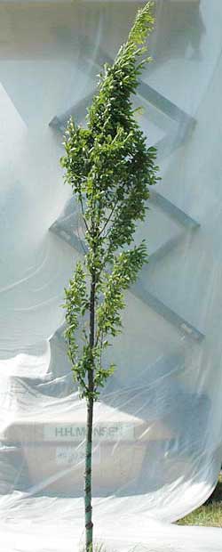 Carpinus betulus Fastigiata. Opbygningsbeskåret. Foto 2005