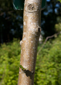 Crataegus laevigata Mutabilis Ravnholt Dafo. bark. 2011