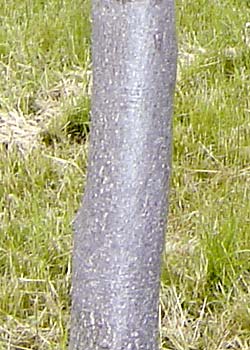 Fagus sylvatica. Bark. Foto 2005