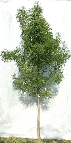 Fraxinus angustifolia Raywood. Opbygningsbeskåret. Foto 2005