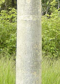 Fraxinus angustifolia Raywood. Bark. Foto 2005