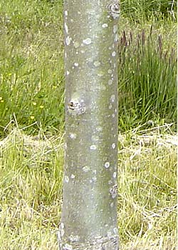 Fraxinus exelsior. Bark. Foto 2005