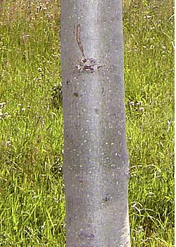 Fraxinus exelsior Robusta. Bark. Foto 2005