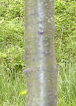 Gleditsia triacanthos. Bark. Foto 2005