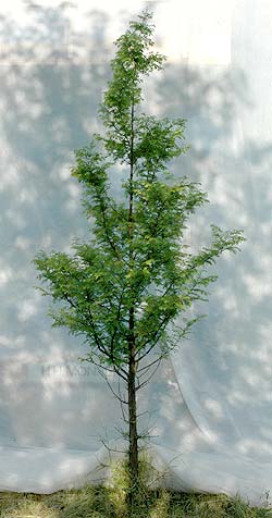 Metasequoia glyptostroboides. Opbygningsbeskåret. Foto 2005