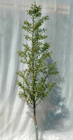 Metasequoia glyptostroboides. Ubeskåret. Foto 2005