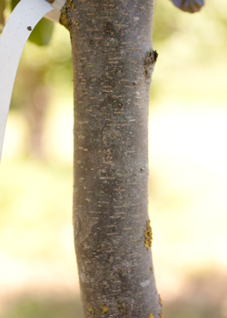 Parrotia persica. Bark. 2011
