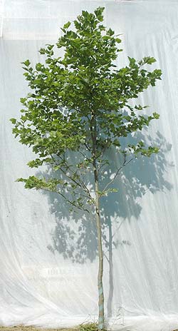 Platanus acerfolia. Ubeskåret. Foto 2005