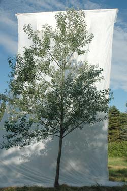 Populus alba Nivea. Opbygningsbeskåret. Foto 2005