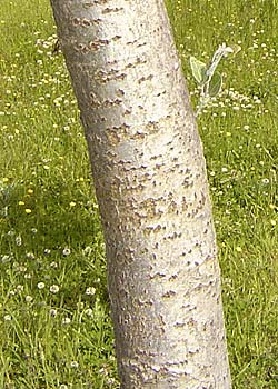 Populus alba Nivea. Bark. Foto 2005