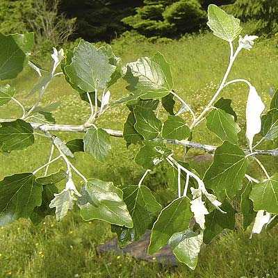 Populus alba Nivea. Løv. Foto 2005
