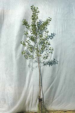 Populus canadensis Bachelieri. Ubeskåret. Foto 2005