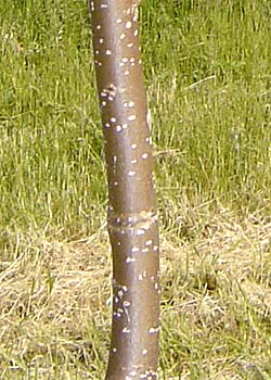 Populus canadensis Bachelieri. Bark. Foto 2005