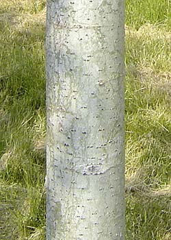 Populus canescens Da Moffart. Bark. Foto 2005