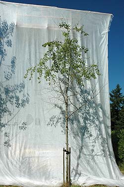 Populus simonii. Ubeskåret. Foto 2005