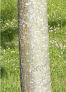 Populus trichocarpa OP42. Bark. Foto 2005