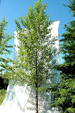 Populus trichocarpa Poca. Ubeskåret. Foto 2005