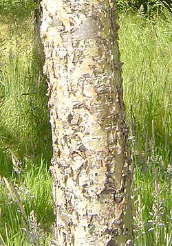 Populus trichocarpa Poca. Bark. Foto 2005