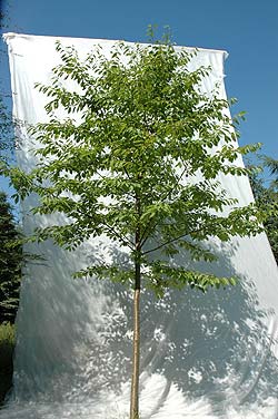 Prunus avium. Ubeskåret. Foto 2005