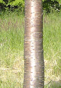 Prunus avium. Bark. Foto 2005