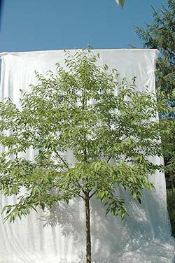 Prunus avium Plena. Ubeskåret. Foto 2005