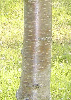 Prunus avium Plena. Bark. Foto 2005