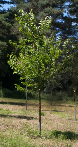 Prunus maackii Amber Shade. 2011