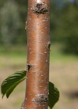 Prunus maackii Amber Shade. bark. 2011