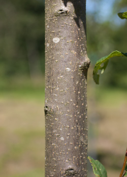 Prunus Padus. bark. 2011