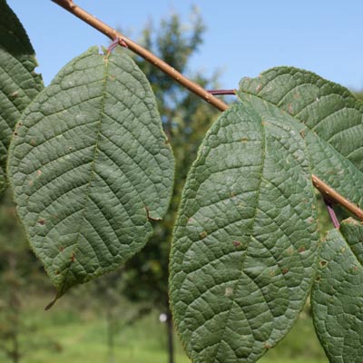 Prunus Padus. Blade. 2011