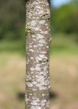 Prunus Padus Albertii. Bark. 2011