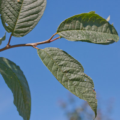 Prunus Padus Albertii. Blade. 2011
