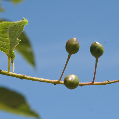 Prunus Padus Albertii. Frugt. 2011