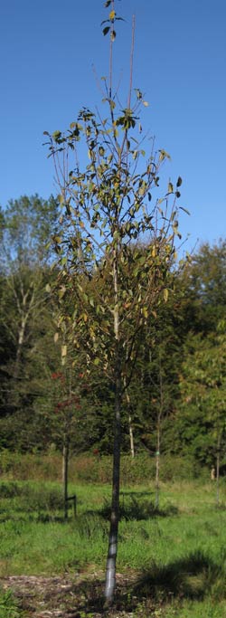 Prunus Padus Select. 2011