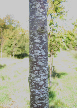 Prunus Padus Select. Bark. 2011