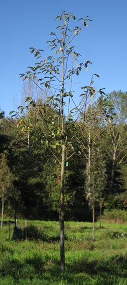 Prunus Padus Watereri. 2011