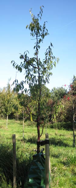 Prunus Serrula. 2011