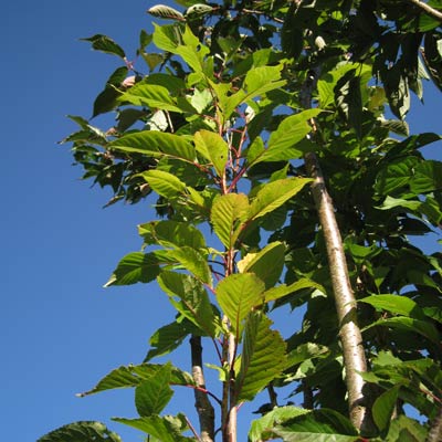 Prunus Serrulata Amanogawa. Blade. 2011